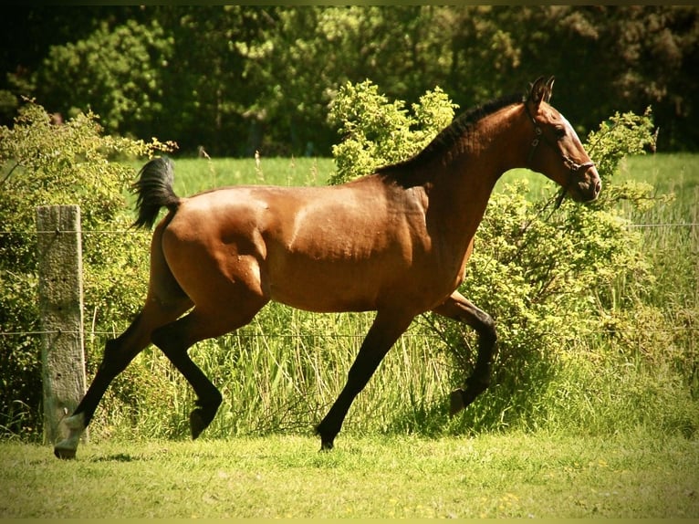 Lusitano Hengst 2 Jaar 165 cm Bruin in Bredene
