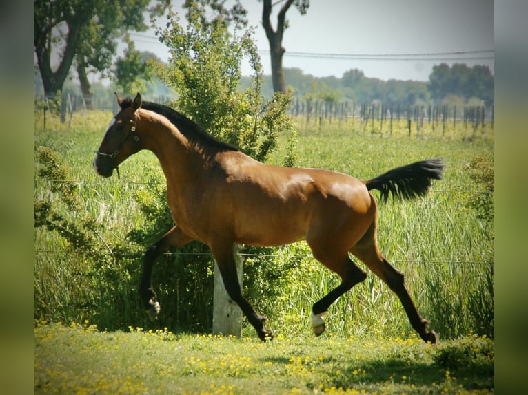 Lusitano Hengst 2 Jaar 165 cm Bruin in Bredene