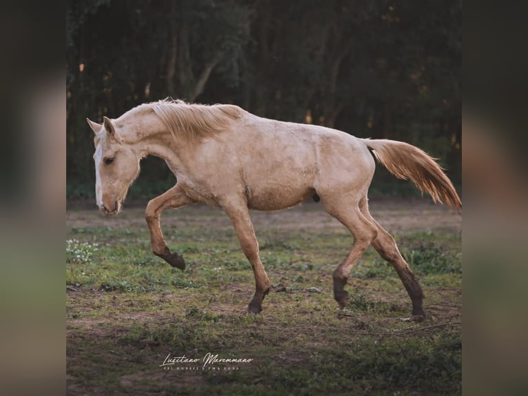 Lusitano Hengst 2 Jaar 165 cm Palomino in Rio Maior