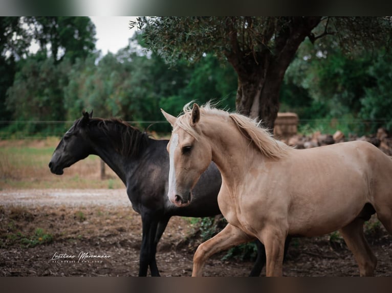 Lusitano Hengst 2 Jaar 165 cm Palomino in Rio Maior