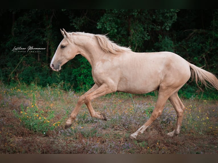 Lusitano Hengst 2 Jaar 165 cm Palomino in Rio Maior