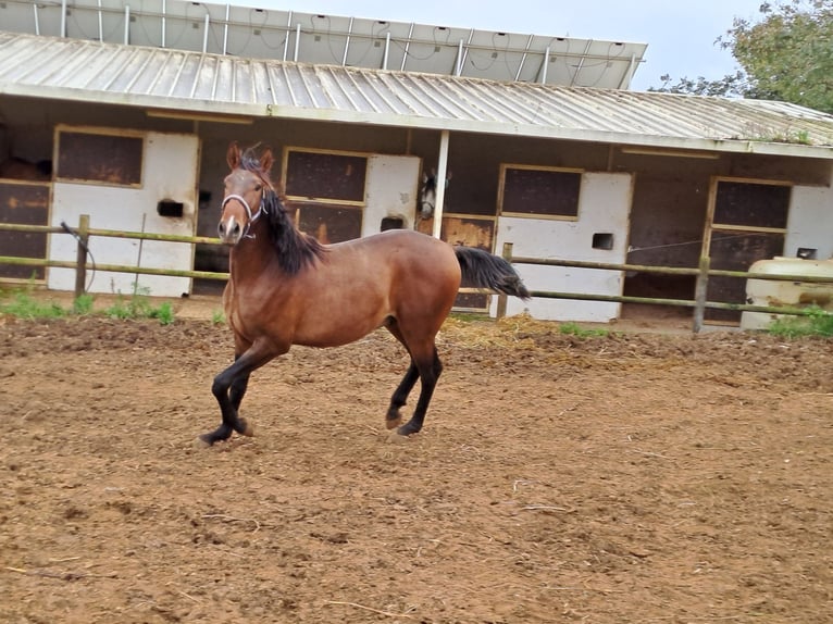 Lusitano Hengst 2 Jaar 165 cm Vos in Pera