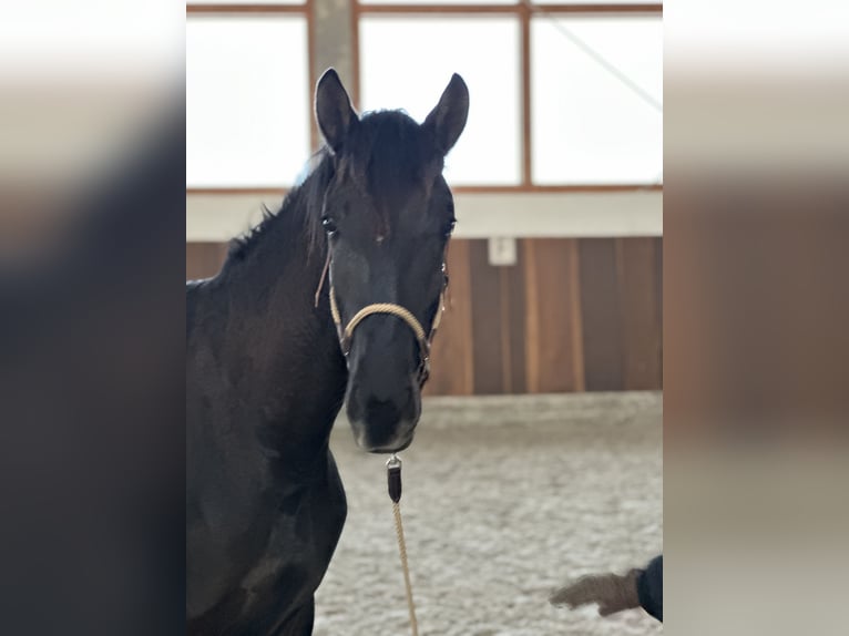 Lusitano Hengst 2 Jaar 165 cm Zwart in Bedburg