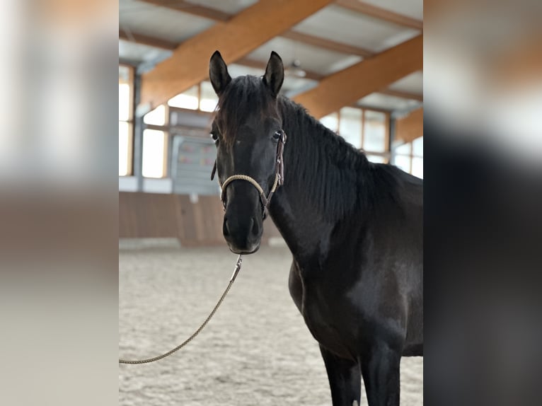 Lusitano Hengst 2 Jaar 165 cm Zwart in Bedburg