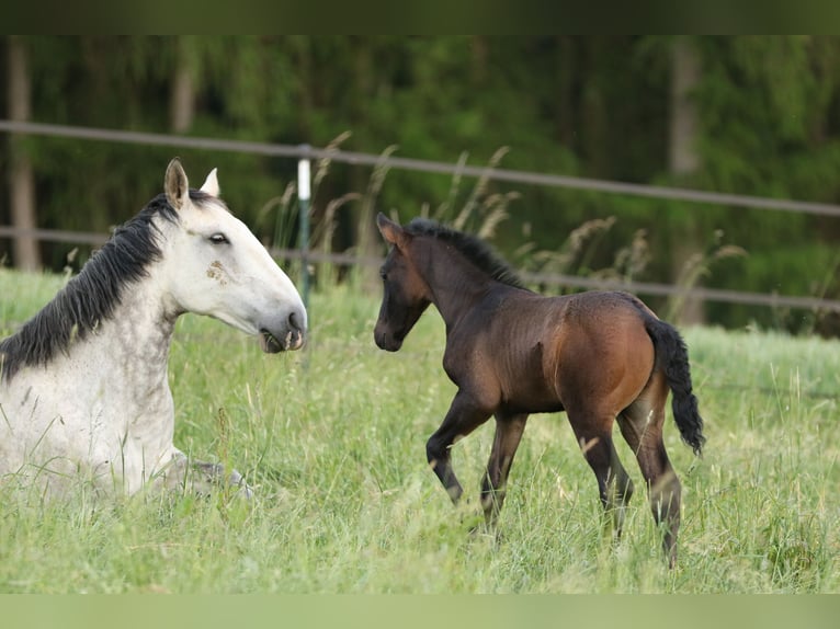 Lusitano Hengst 2 Jaar 165 cm Zwartbruin in Bogen