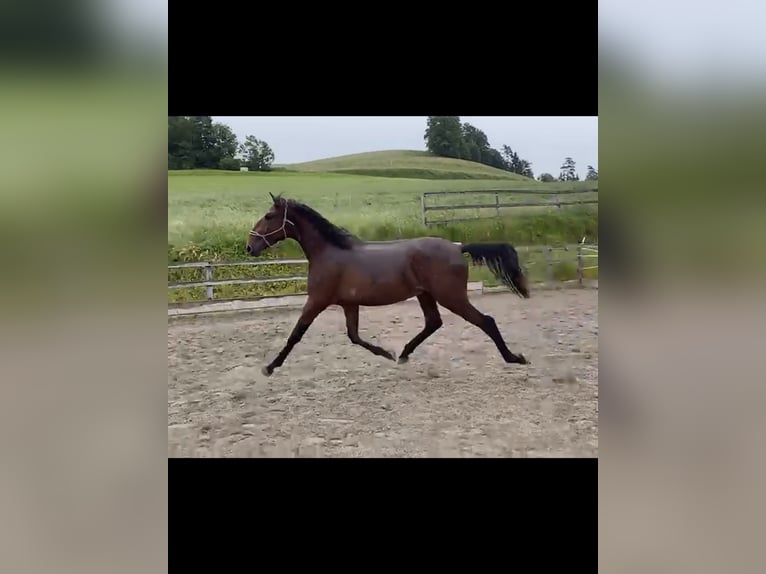 Lusitano Hengst 2 Jaar 168 cm Bruin in Wila