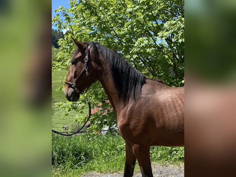 Lusitano Hengst 2 Jaar 168 cm Bruin in Wila