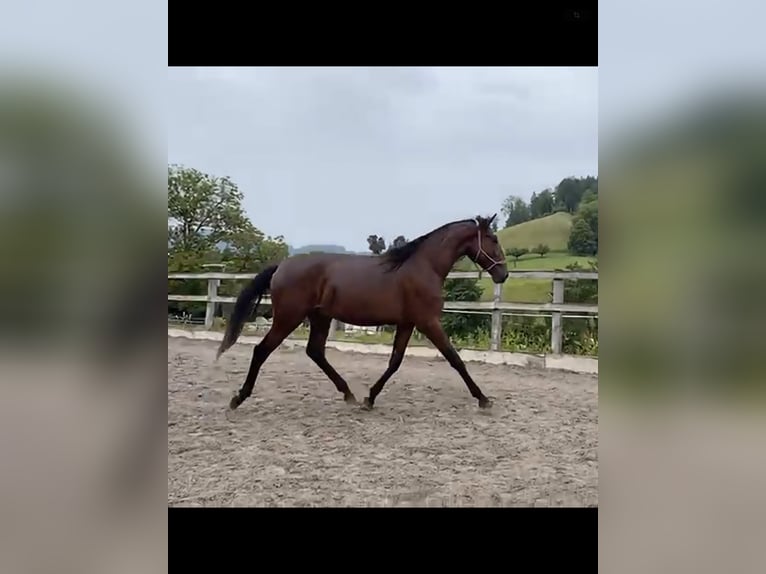 Lusitano Hengst 2 Jaar 168 cm Bruin in Wila