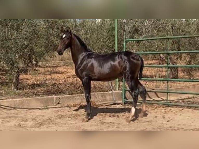 Lusitano Hengst 2 Jaar Donkerbruin in Extramadura