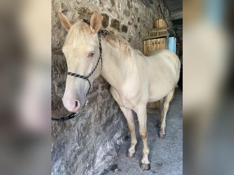 Lusitano Mix Hengst 2 Jaar Pearl in San Andres De Luena