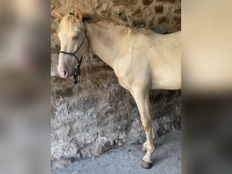 Lusitano Mix Hengst 2 Jaar Pearl in San Andres De Luena