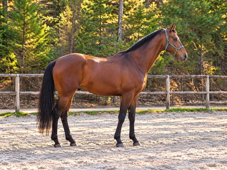 Lusitano Hengst 2 Jaar Roodbruin in Cacheina