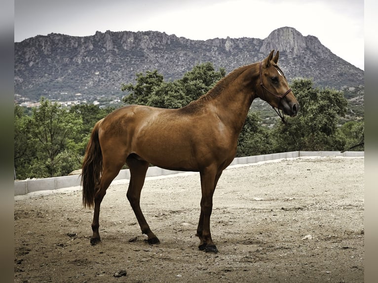 Lusitano Mix Hengst 3 Jaar 147 cm Vos in La Cabrera