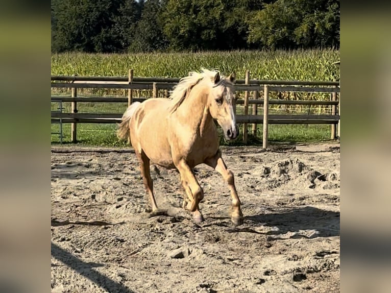 Lusitano Hengst 3 Jaar 152 cm Palomino in Oberentfelden