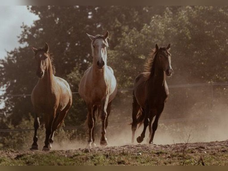 Lusitano Hengst 3 Jaar 153 cm Buckskin in Postfeld