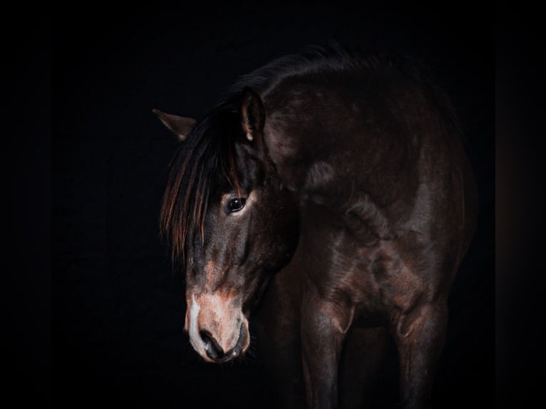 Lusitano Hengst 3 Jaar 153 cm Buckskin in Postfeld