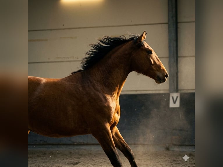 Lusitano Hengst 3 Jaar 154 cm Bruin in Marnheim