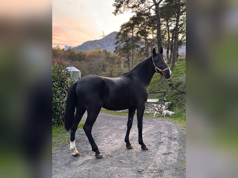 Lusitano Hengst 3 Jaar 154 cm Zwart in Madrid