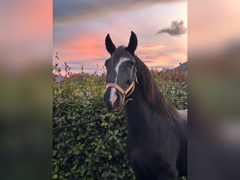 Lusitano Hengst 3 Jaar 154 cm Zwart in Madrid