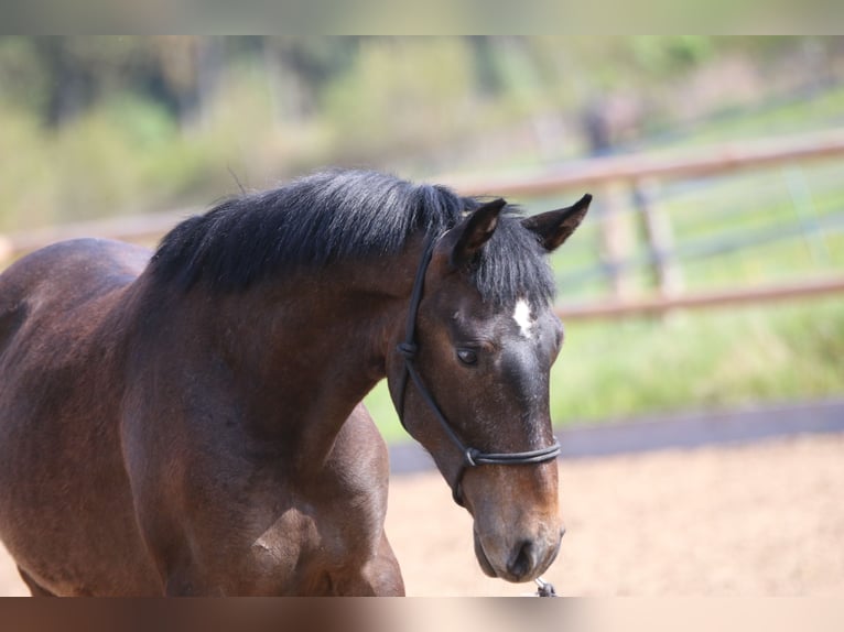 Lusitano Hengst 3 Jaar 155 cm in Postfeld