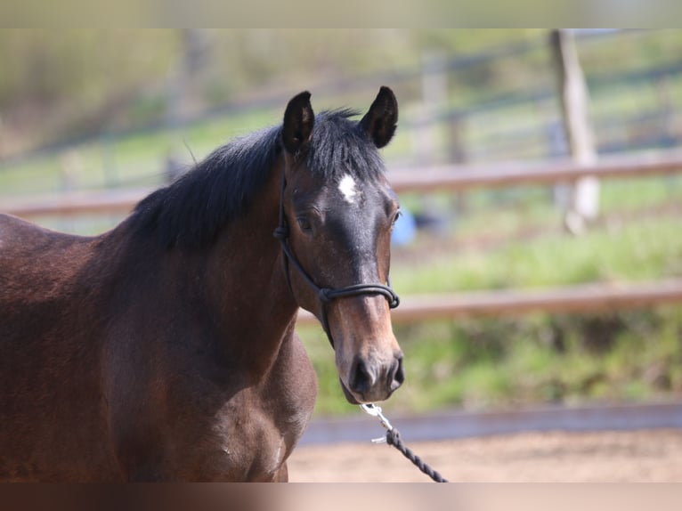 Lusitano Hengst 3 Jaar 155 cm in Postfeld