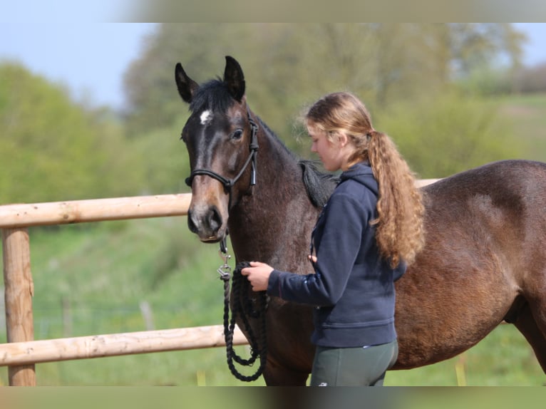 Lusitano Hengst 3 Jaar 155 cm in Postfeld