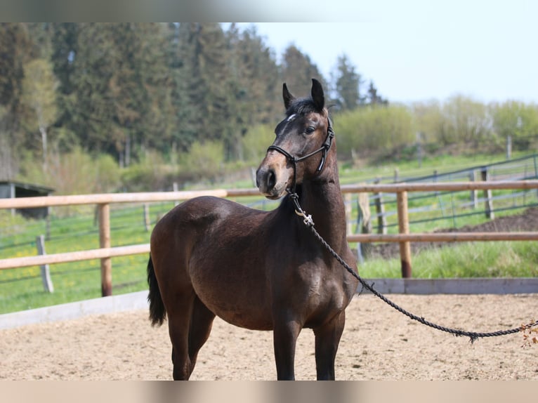 Lusitano Hengst 3 Jaar 155 cm in Postfeld