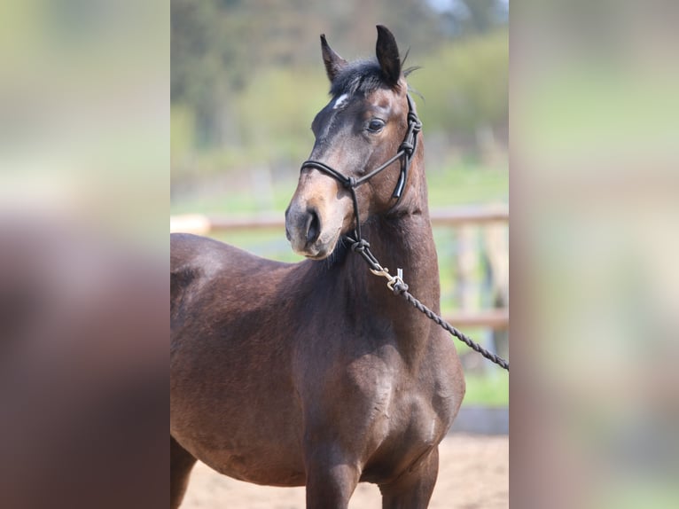 Lusitano Hengst 3 Jaar 155 cm in Postfeld