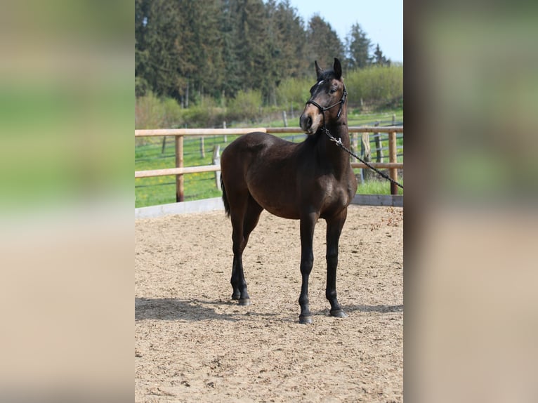 Lusitano Hengst 3 Jaar 155 cm in Postfeld