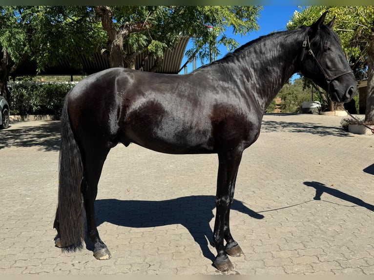 Lusitano Hengst 3 Jaar 155 cm Zwart in Vila Viçosa