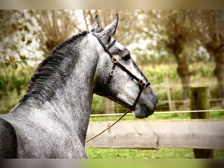 Lusitano Hengst 3 Jaar 156 cm Schimmel in Bredene