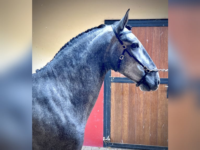 Lusitano Hengst 3 Jaar 156 cm Schimmel in Bredene