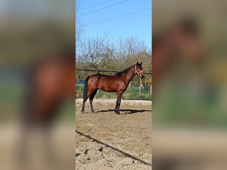 Lusitano Hengst 3 Jaar 158 cm Bruin in Londe