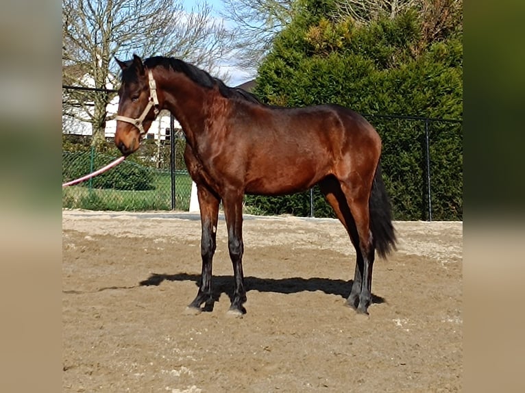 Lusitano Hengst 3 Jaar 158 cm Bruin in Londe
