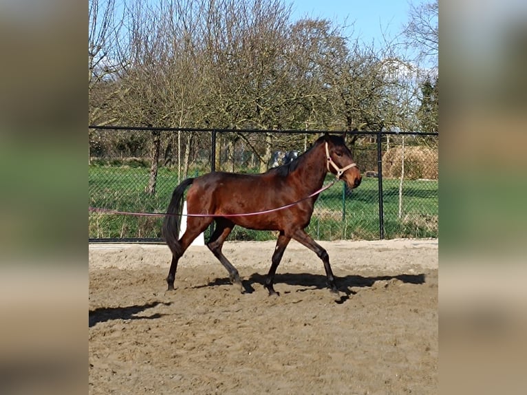 Lusitano Hengst 3 Jaar 158 cm Bruin in Londe