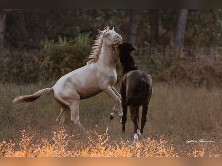 Lusitano Hengst 3 Jaar 158 cm Perlino in Rio Maior