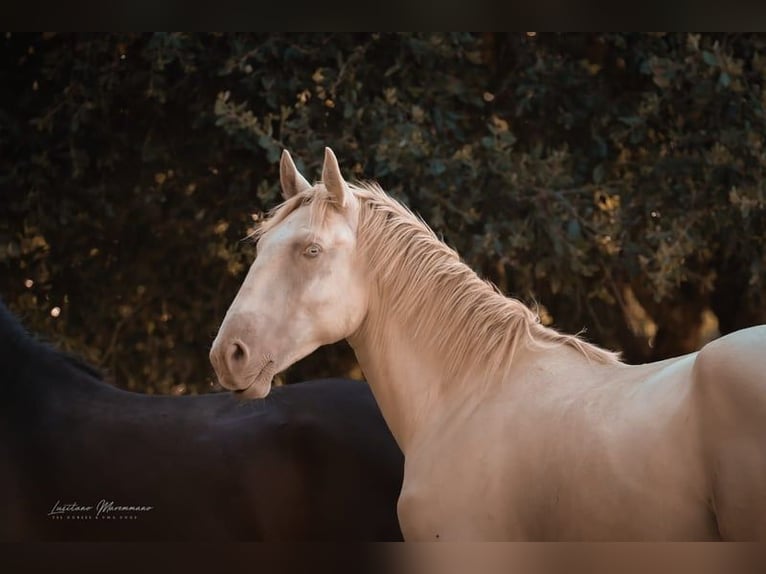 Lusitano Hengst 3 Jaar 158 cm Perlino in Rio Maior