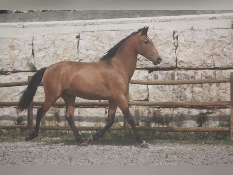 Lusitano Hengst 3 Jaar 158 cm Roodbruin in Torres Novas