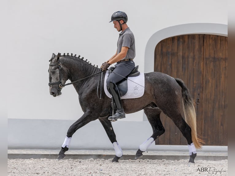 Lusitano Hengst 3 Jaar 158 cm Zwartschimmel in Vale do Pau Queimado