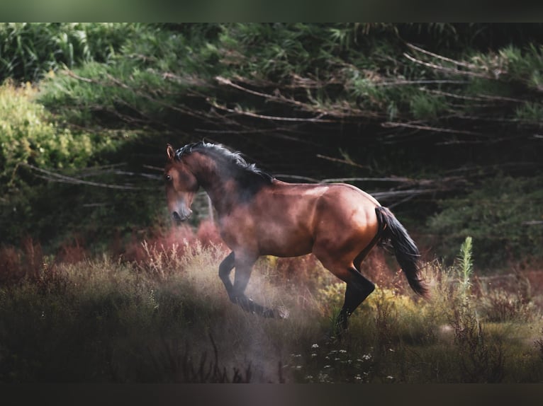 Lusitano Hengst 3 Jaar 159 cm Bruin in Rio Maior