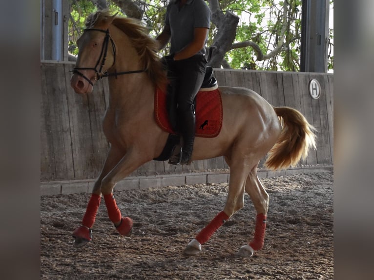 Lusitano Hengst 3 Jaar 159 cm Cremello in Mallorca