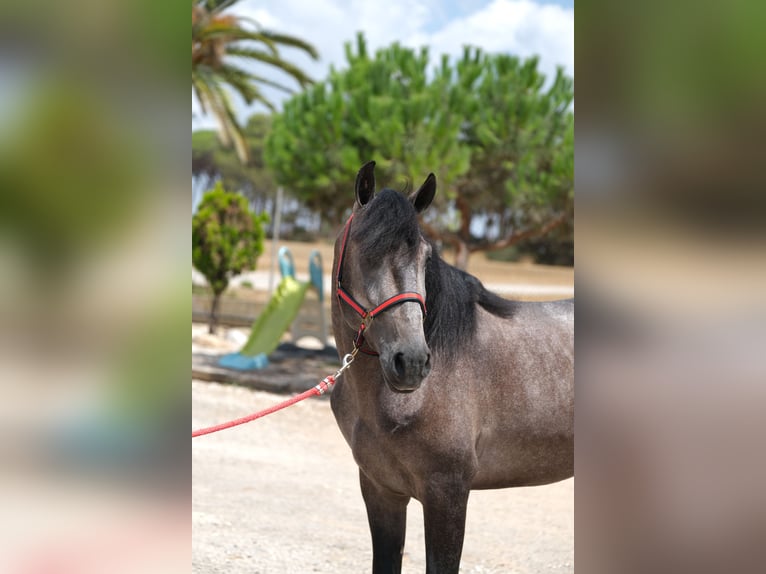 Lusitano Hengst 3 Jaar 160 cm Appelschimmel in Hamburg