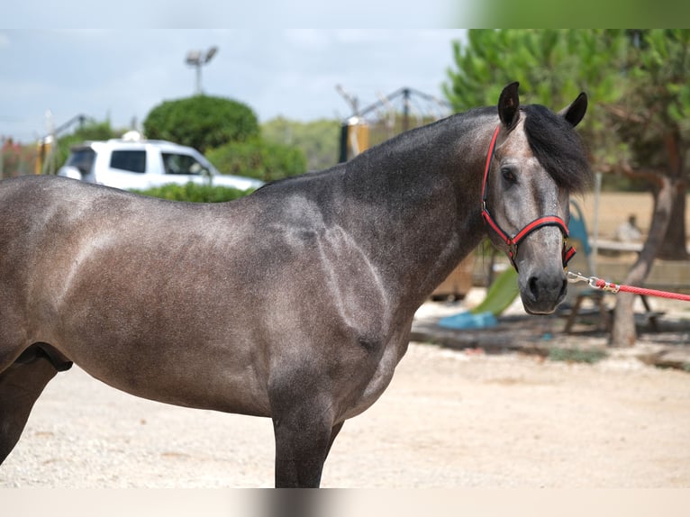 Lusitano Hengst 3 Jaar 160 cm Appelschimmel in Hamburg