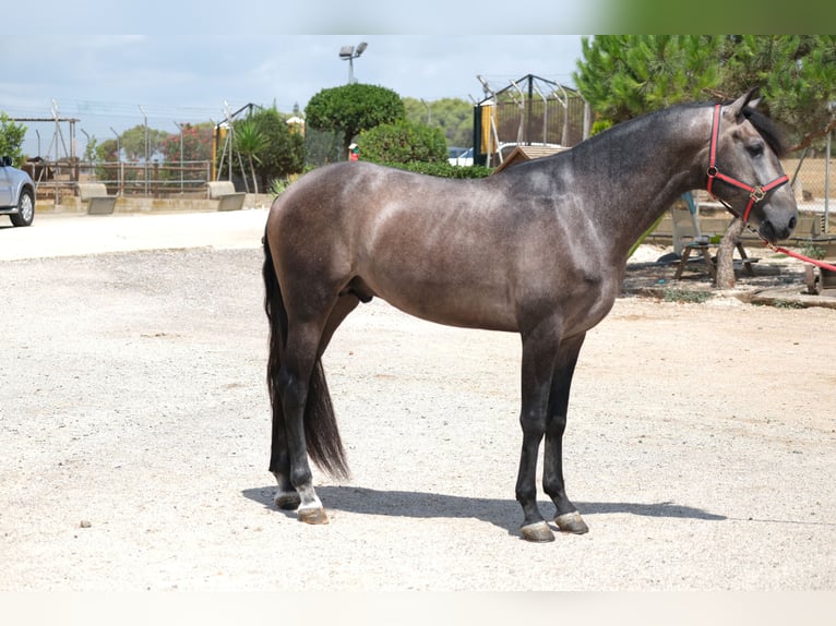 Lusitano Hengst 3 Jaar 160 cm Appelschimmel in Hamburg
