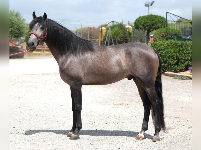 Lusitano Hengst 3 Jaar 160 cm Appelschimmel in Hamburg
