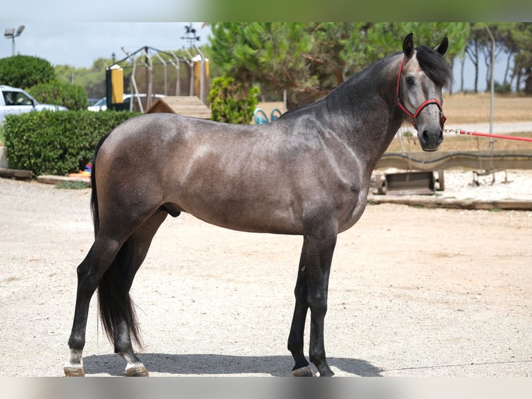Lusitano Hengst 3 Jaar 160 cm Appelschimmel in Hamburg