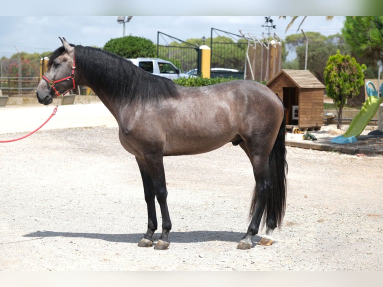 Lusitano Hengst 3 Jaar 160 cm Appelschimmel in Hamburg