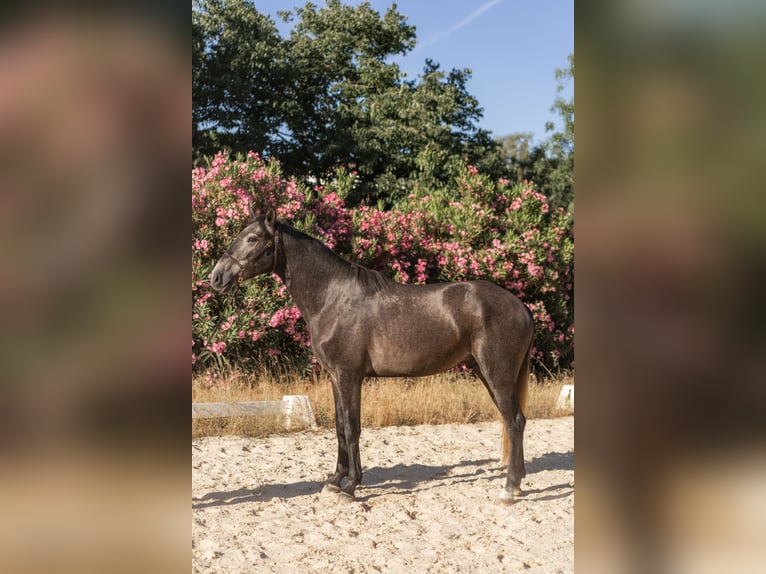 Lusitano Hengst 3 Jaar 160 cm Blauwschimmel in Vila Viçosa