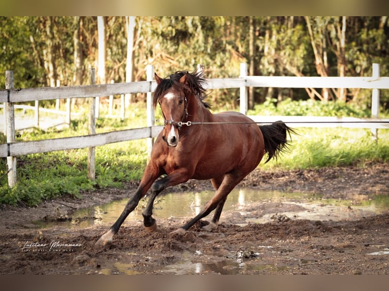 Lusitano Hengst 3 Jaar 160 cm Bruin in Rio Maior