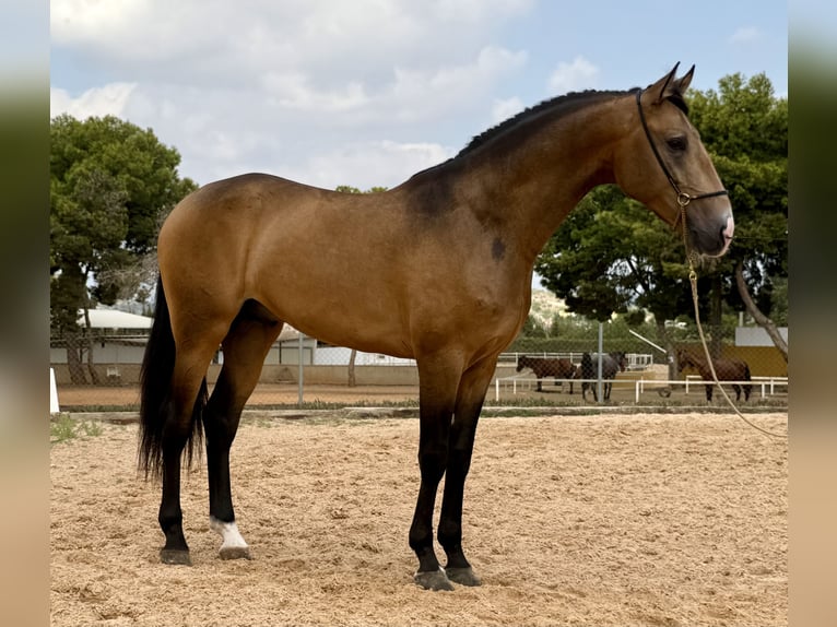 Lusitano Mix Hengst 3 Jaar 160 cm Buckskin in La Pobla de Vallbona